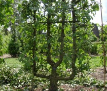 Malus domestica 'Schone van Boskoop'