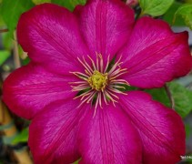 Clematis 'Ville de Lyon'