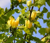 Magnolia 'Yellow Bird'