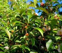 Stewartia Rostrata