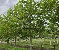 Morus alba 'White Berry' - Witte moerbei 'White Berry' - 1