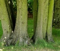 Tilia cordata - Winterlinde - 2