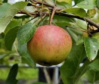 Malus dom. 'Ingrid Marie' - Malus dom. 'Ingrid Marie' - juli