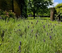 Lavandula angustifolia