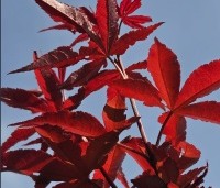 Acer palmatum 'Twombly's Red Sentinel' - Japanse esdoorn  Twombly's Red Sentinel - jong blad