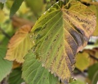 Davidia involucrata - Vaantjesboom - herfst