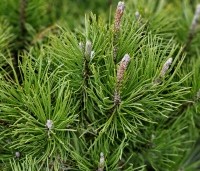Pinus mugo mugo - Bergden - 5