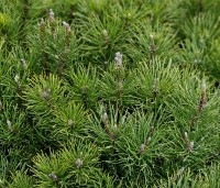 Pinus mugo mugo - Bergden - 4