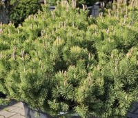 Pinus mugo mugo - Bergden - 3