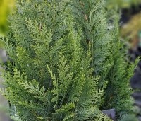 Chamaecyparis lawsoniana 'Columnaris' - Blauwe Californische cypres - winterkleur