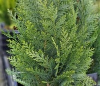 Chamaecyparis lawsoniana 'Columnaris' - Blauwe Californische cypres - winterkleur