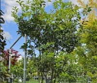 Osmanthus aquifolium - Osmanthus aquifolium - 3
