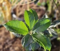 Osmanthus aquifolium - Osmanthus aquifolium - 4