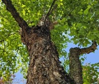 Betula nigra - Zwarte berk - 4