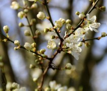 Prunus Spinosa
