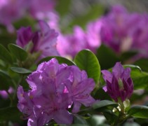 Rododendron 'Catawbiense Grandiflorum' in volle bloei