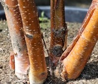 Betula albosinensis 'Fascination' - Zilverberk 'Fascination' - 13