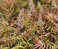Sorbaria sorbifolia 'Sem' - Lijsterbessprirea 'Sem' - 1