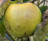 Malus dom. 'Golden Delicious' - Malus dom. 'Golden Delicious' - 1