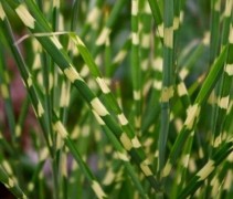 Detailfoto Prachtriet 'Strictus Dwarf' licht prachtig op in de volle zon door de gele strepen en het frisse groen