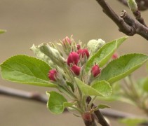 Malus domestica 'Elstar' bloesem knop
