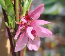 Prunus persica 'Madame Blanchet'  Nectarine