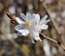 Prunus x subhirtella 'Autumnalis' 