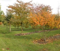 Hamamelis