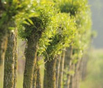 Salix alba