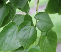 Tilia x europaea 'Euchlora'