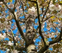 Prunus serrulata 'Shirofugen' - Japanse sierkers - 2
