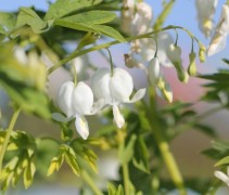 Frisse tuinplant met witte bloemen die het ook goed doet in plantenbakken op uw terras