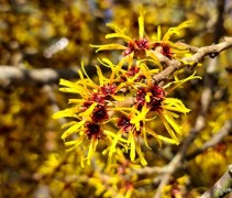 Hamamelis mollis winterbloei