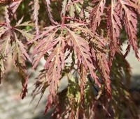 Acer palmatum 'Inaba-shidare' - Japanse Esdoorn 'Inaba-shidare' - 2