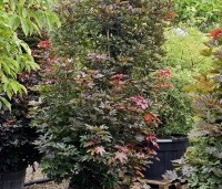 Acer plat. 'Crimson King' - Roodbladige Noorse Esdoorn 'Crimson King' - 5