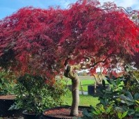 Acer palmatum 'Garnet' - Japanse esdoorn 'Garnet' - 2