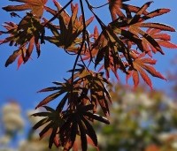 Acer palmatum 'Trompenburg' - Japanse Esdoorn 'Trompenburg' - 3