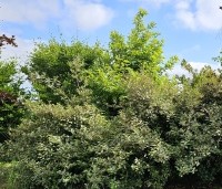 Elaeagnus ebbingei 'Compacta' - Olijfwilg  - ongesnoeide haagplanten