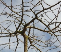 Ginkgo biloba Horizontalis kaal dak