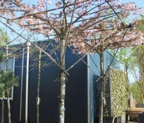 Prunus serrulata 'Shirofugen'