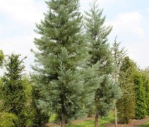 Sequioadendron giganteum 'Powder Blue'