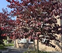 Cercis canadensis 'Forest Pansy' - Amerikaanse judasboom - 2