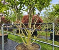 Parrotia persica 'Vanessa' - Perzisch IJzerhout - 1