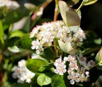 Aronia