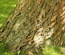 Juglans Regia