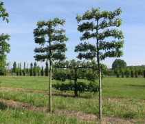 Sierappel 'Evereste', leivormen 