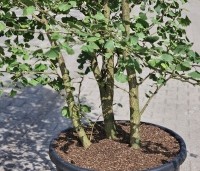 Ginkgo biloba - Japanse Notenboom - 2