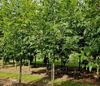 Juglans regia 'Bella Maria' - Walnoot 'Bella Maria' - 1