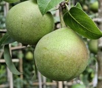 Pyrus com. 'Zoete Brederode' - Pyrus com. 'Zoete Brederode' - 2