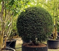 Taxus baccata - Venijnboom - 1